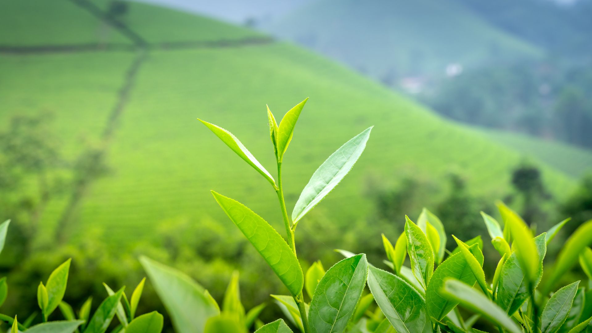 Authentic good tea from China 1